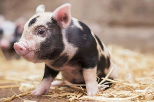 生肖豬11月避坑指南 切忌這4件傻事，以免斷送財路