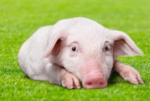 生肖豬的朋友，12月將有貴人來圓你20年的愿望，看看他是誰