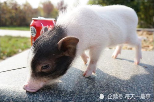 老人的話真不假——71年豬豬豬的后半生，知命還是認(rèn)命