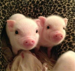 全國驚現(xiàn)首個豬價破 12 省份，羊價走勢或緊隨其后