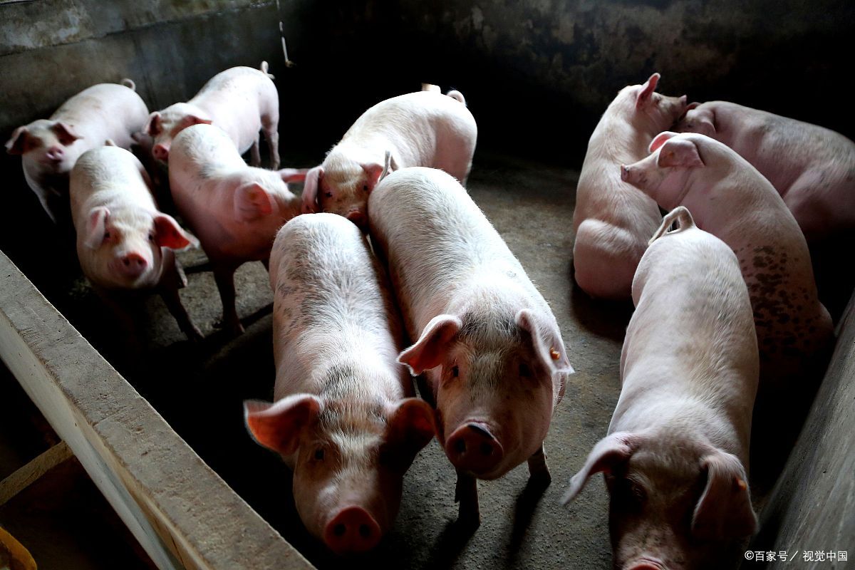 生豬出欄在即 60元/公斤養豬實錄與圖像全覽